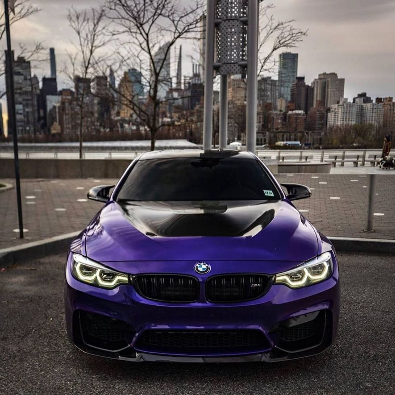 ציפוי ויניל מבריק - סחלב אימפריאלי מטר 1 - Kpmf – תמונה 2